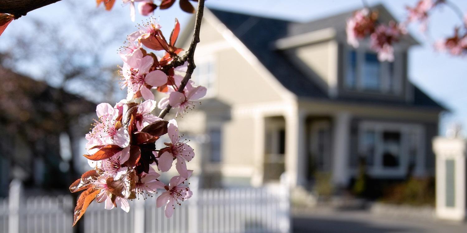 pink flower in front of house