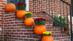 Pumpkins with flowers on front brick stairs