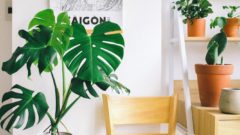 indoor plants in a minimalist room