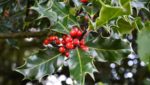 holly branch red berries